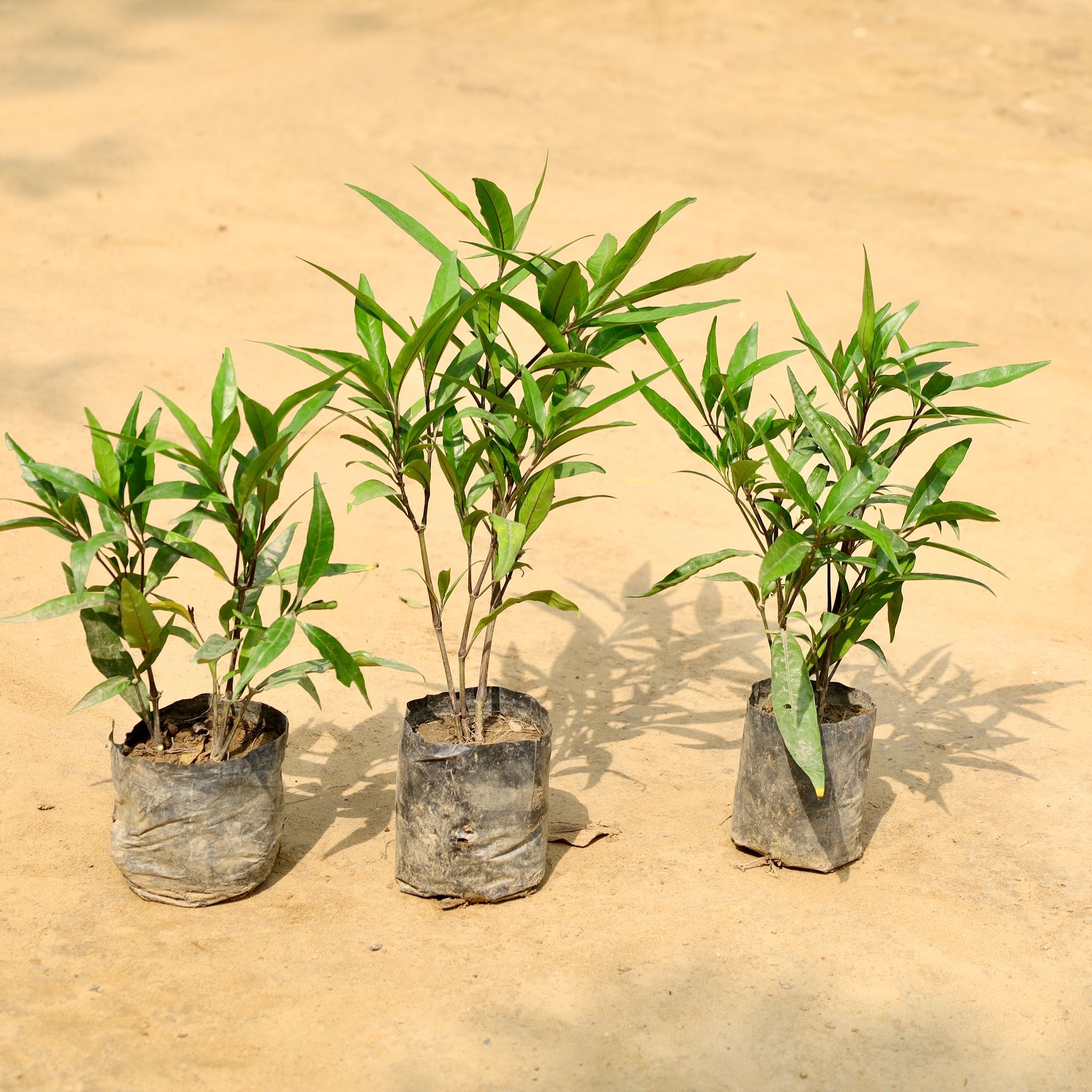 Set of 3 - Sukh Shanti in 4 Inch Nursery Bag