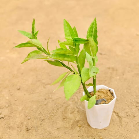 Pedilianthus / Devil'S Backbone Green in 4 Inch White Premium Diamanti Plastic Pot