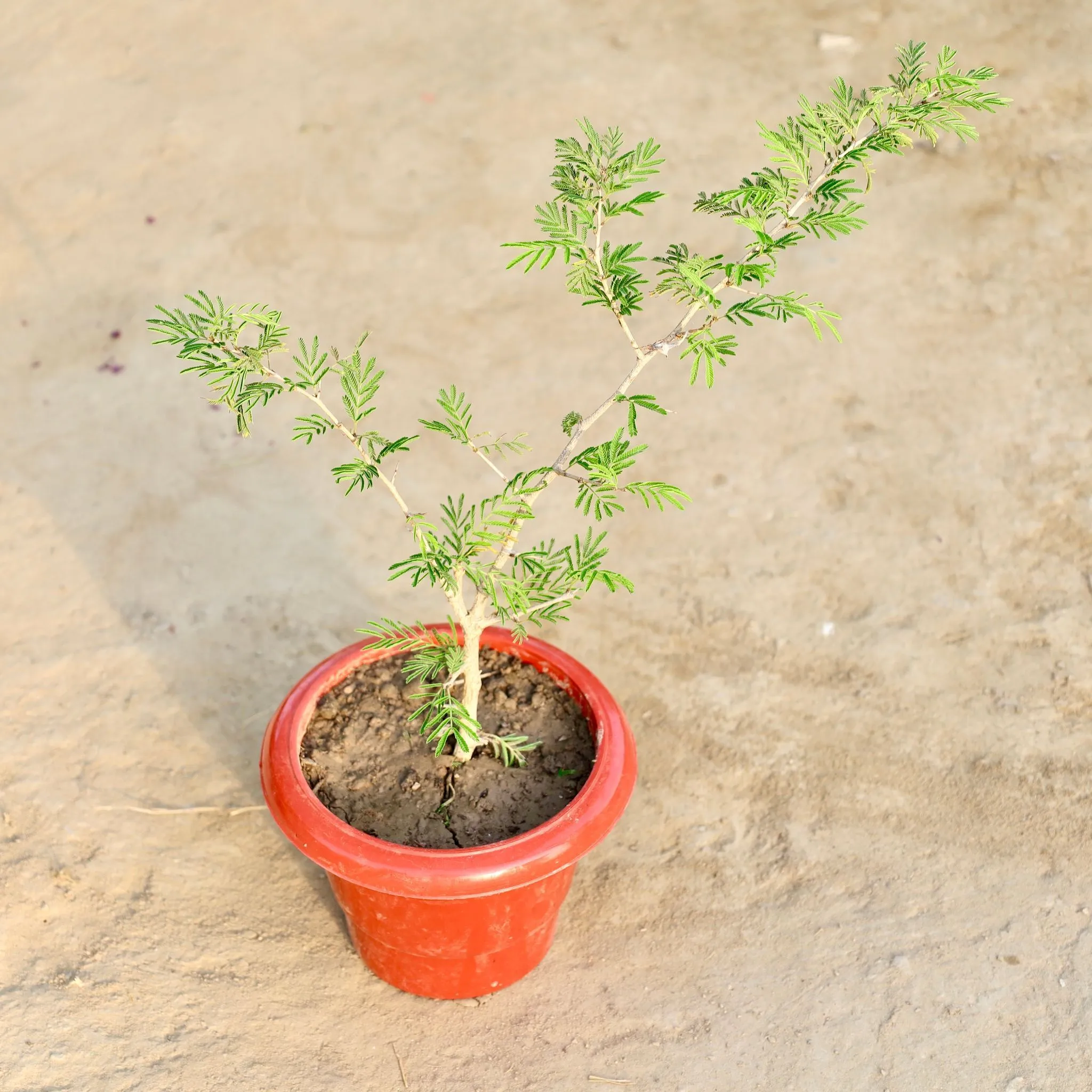 Shami in 6 Inch Red classy pot