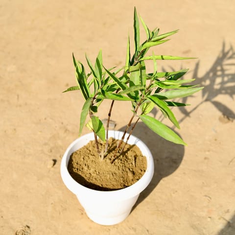 Sukh Shanti in 8 Inch Classy White Plastic Pot