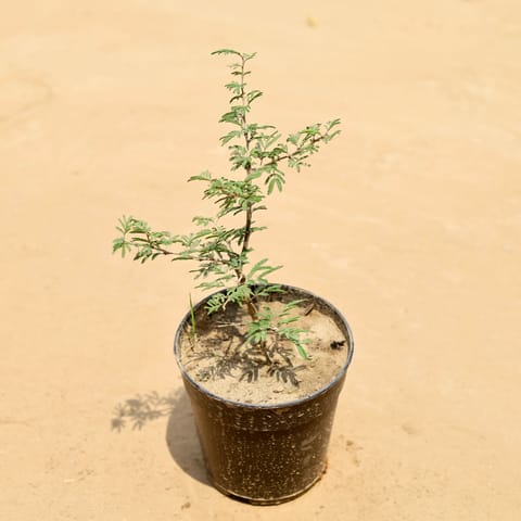 Shami in 4 Inch Nursery Pot