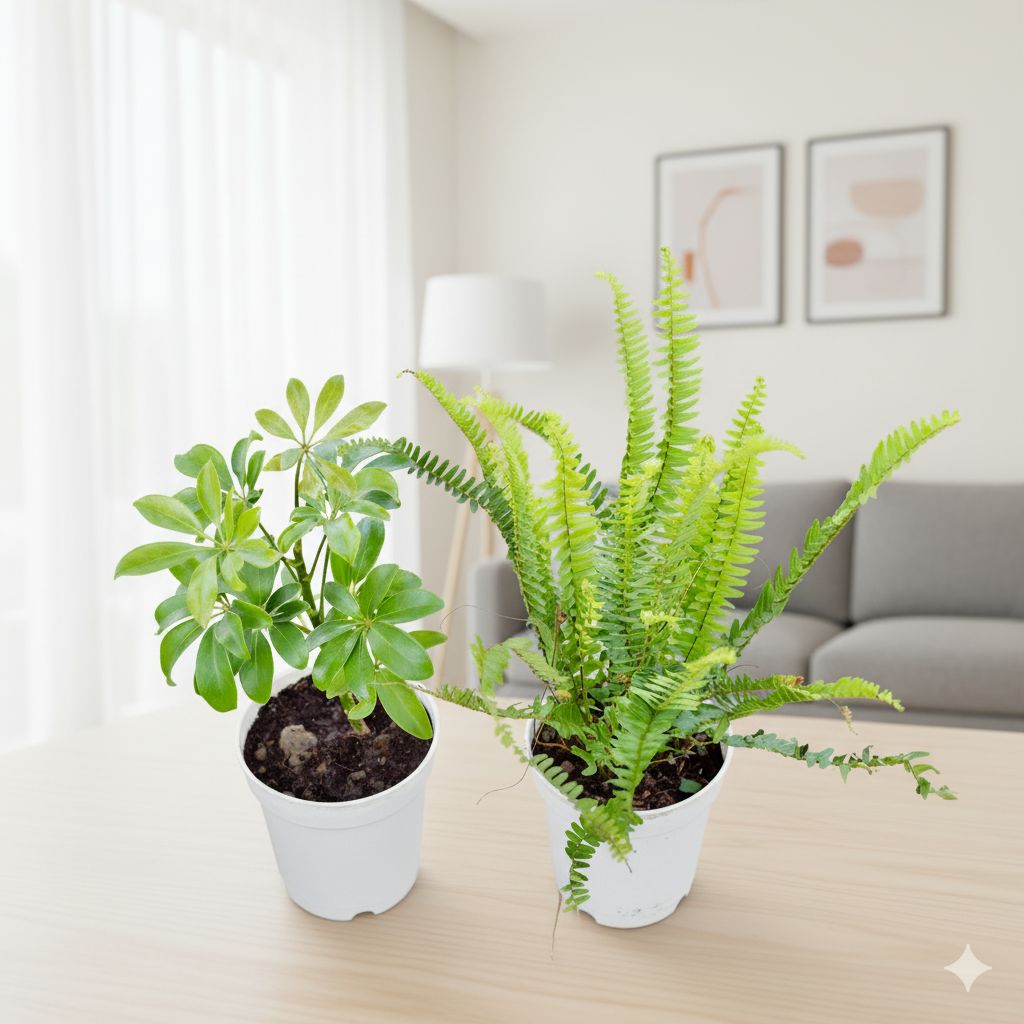Set of 2 - Fern Green & Schefflera Green in 6 Inch Nursery Pot