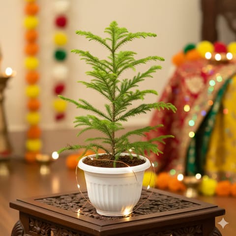 Araucaria / Christmas Tree in 8 Inch White Olive Plastic Pot
