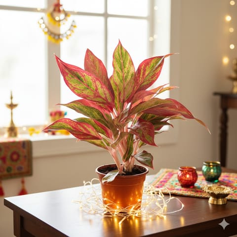 Aglaonema Lipstick in 4 Inch Nursery Pot