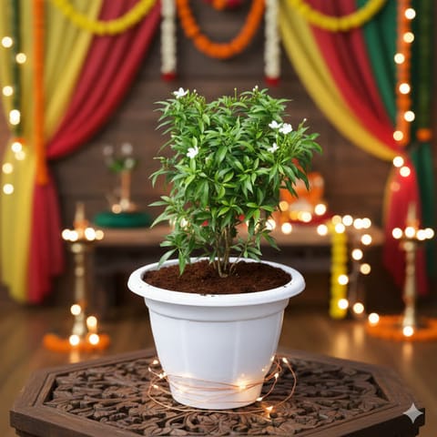 Mini Chandni in 10 Inch Classy White Plastic Pot