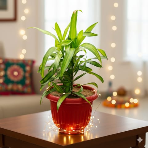 Dracaena Messenger in 8 Inch Terracotta Red Olive Plastic Pot