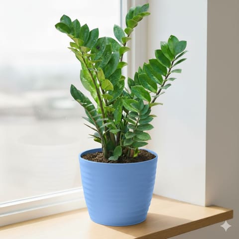 Zz Green in 5 Inch Elvan Blue Avora Premium Plastic Planter