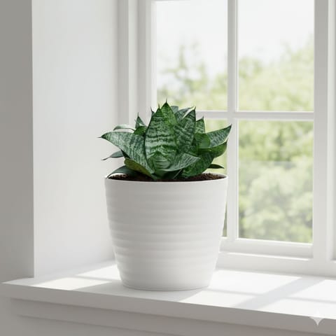 Snake Dwarf Green in 5 Inch White Avora Premium Plastic Planter