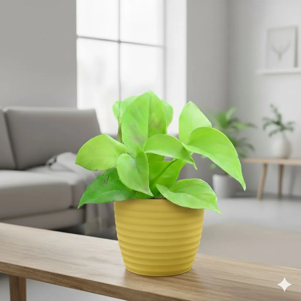 Money Plant Golden in 5 Inch Bloom Yellow Avora Premium Plastic Planter