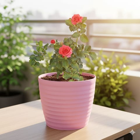 Rose Red in 5 Inch Candy-Blush Pink Avora Premium Plastic Planter