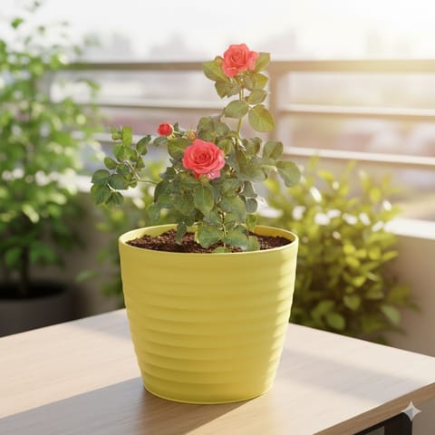 Rose Red in 5 Inch Bloom Yellow Avora Premium Plastic Planter