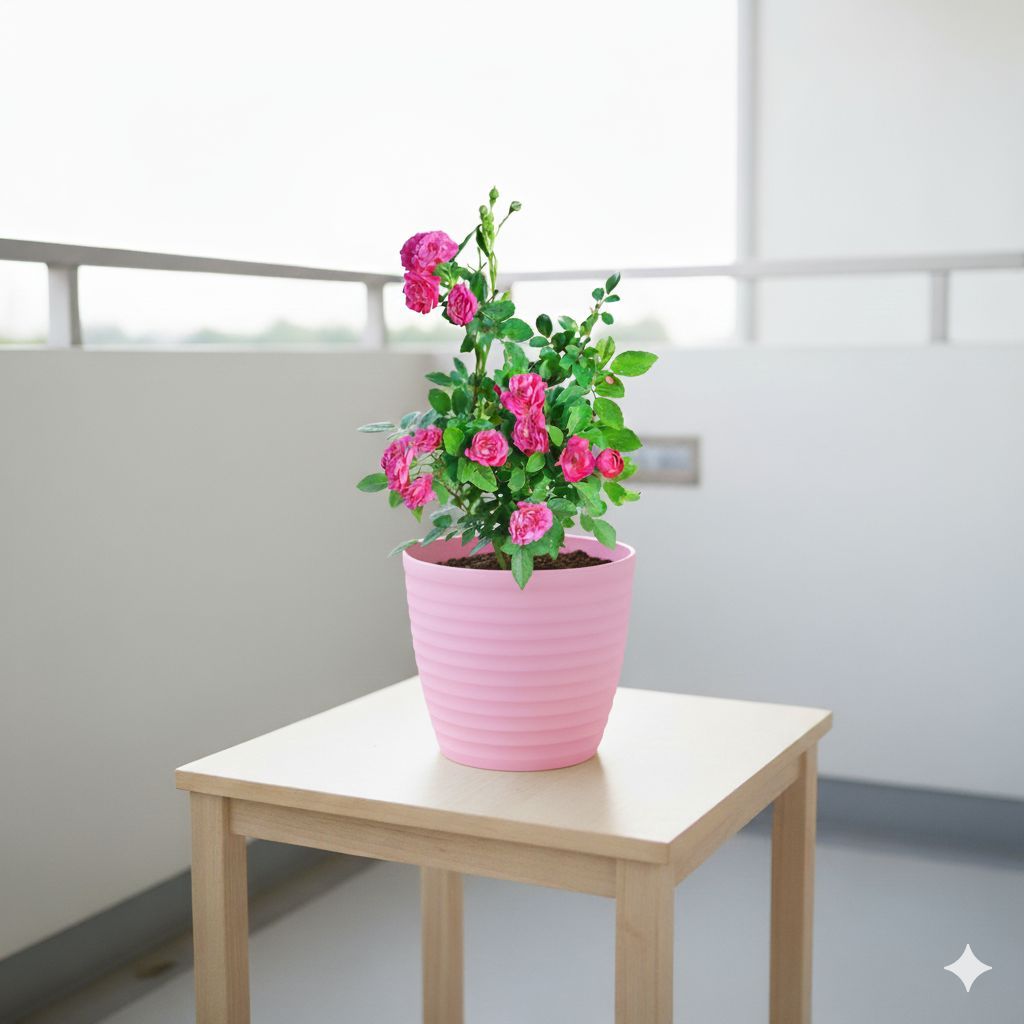 Button Rose (any colour) in 5 Inch Candy-Blush Pink Avora Premium Plastic Planter