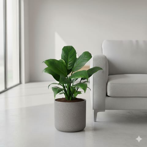Peace Lily White Bushy in 11 X 11 Inch Grey Premium Dochieo Fiberglass Planter