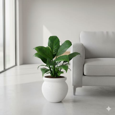 Peace Lily White Bushy in 6 Inch Classy White Matki Ceramic Pot