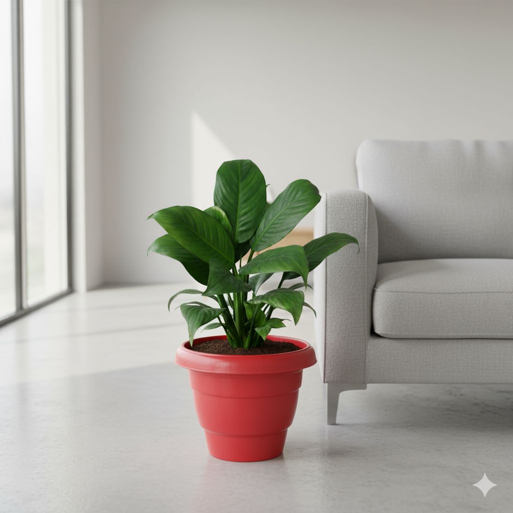 Peace Lily White Bushy in 8 inch Classy Red Plastic Pot