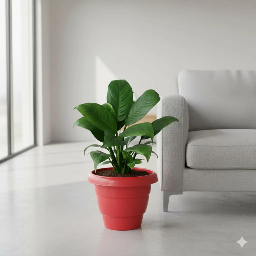 Peace Lily White Bushy in 8 inch Classy Red Plastic Pot