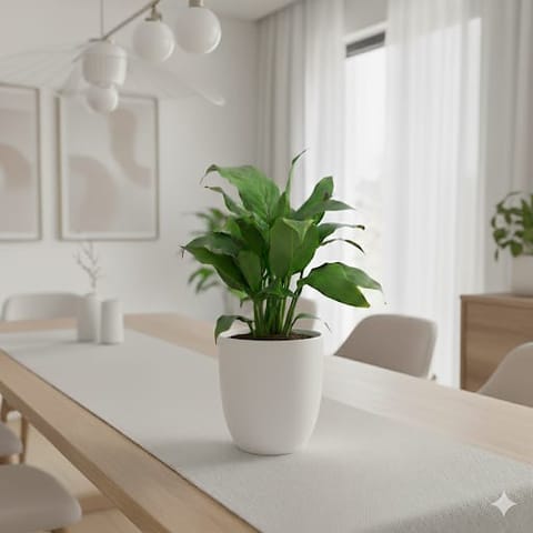 Peace Lily White in 4 Inch Classy White Cup Ceramic Pot