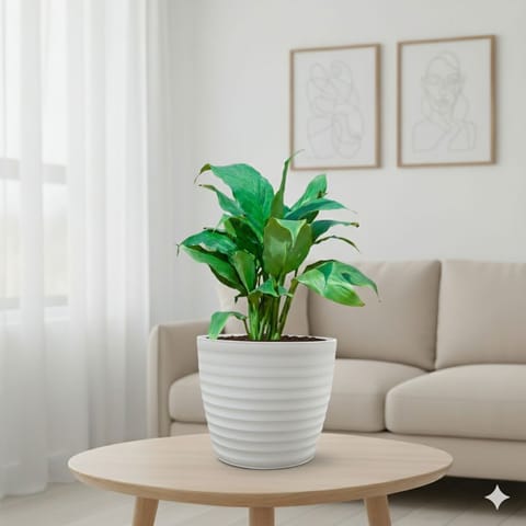Peace Lily White in 5 Inch White Avora Premium Plastic Planter