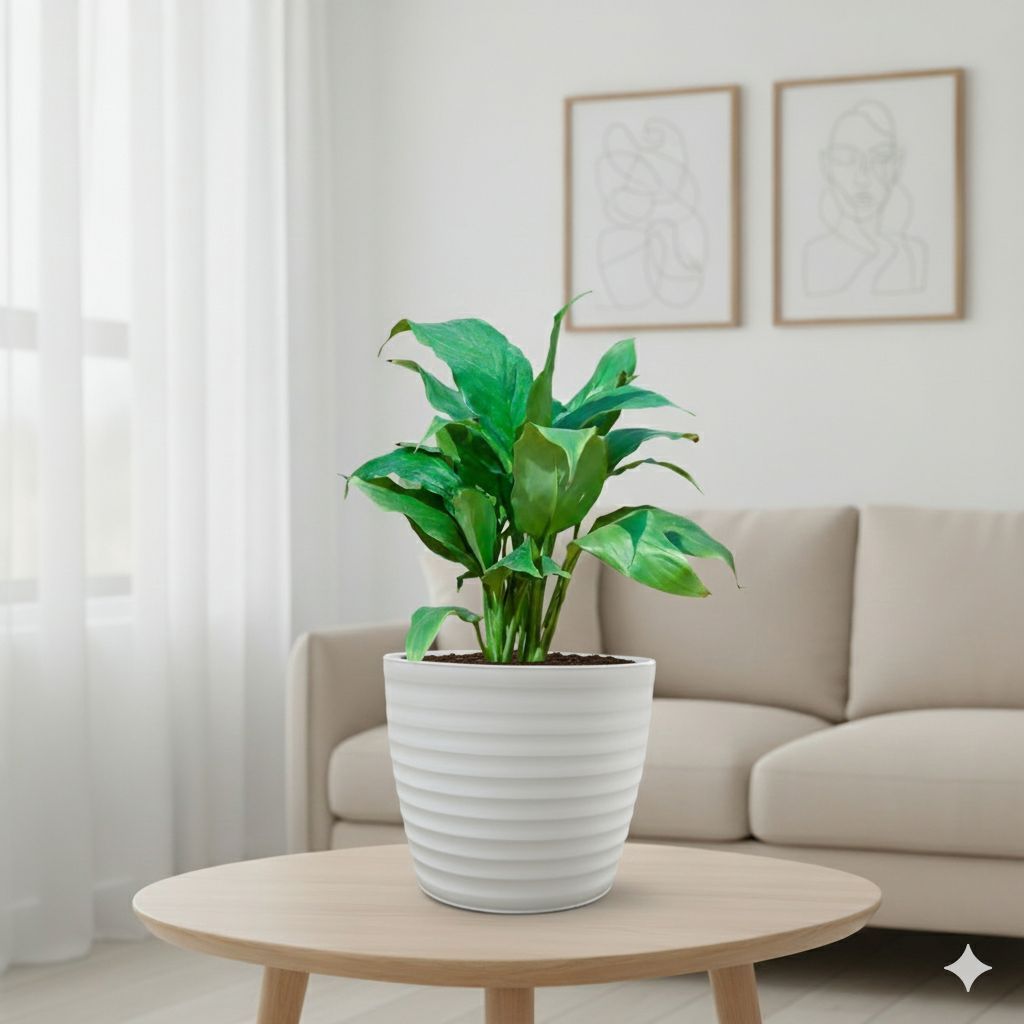 Peace Lily White in 5 Inch White Avora Premium Plastic Planter