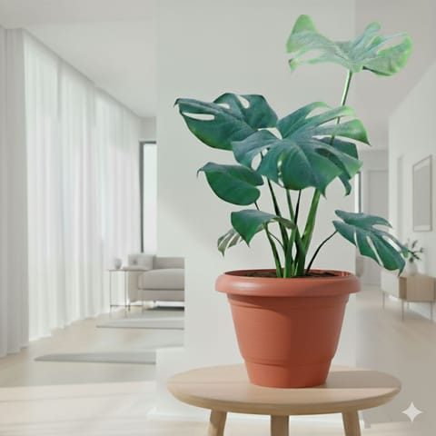 Monstera Deliciosa in 8 inch Classy Red Plastic Pot