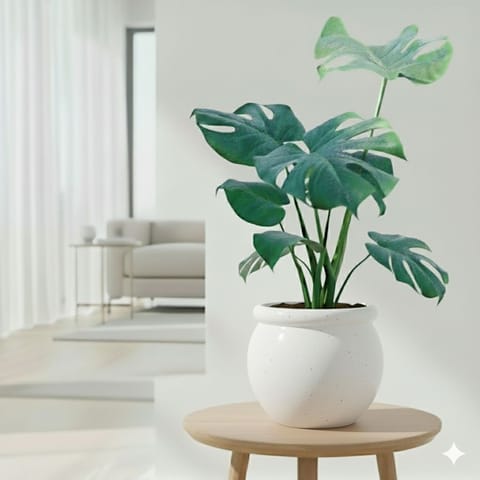 Monstera Deliciosa in 8 Inch Classy White Matki Ceramic Pot