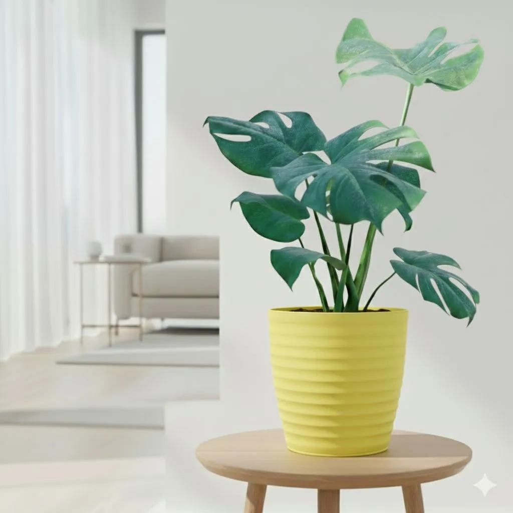 Monstera Deliciosa in 6 Inch Bloom Yellow Avora Premium Plastic Planter