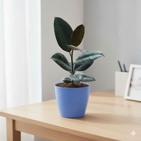 Rubber Black in 5 Inch Elvan Blue Avora Premium Plastic Planter