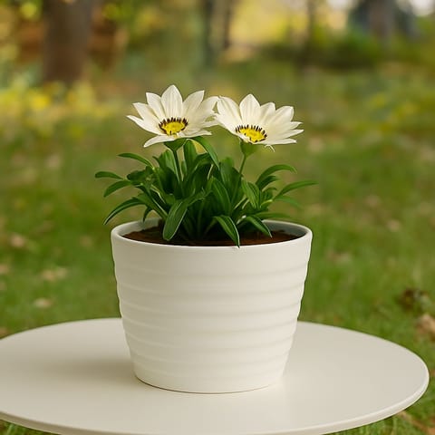 Gazania (any colour) in 5 Inch White Avora Premium Plastic Planter