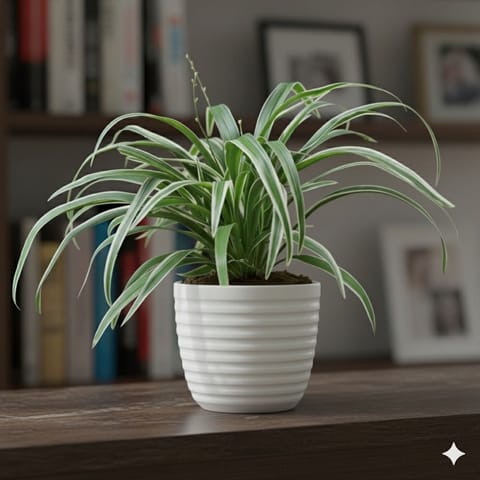 Spider in 5 Inch White Avora Premium Plastic Planter