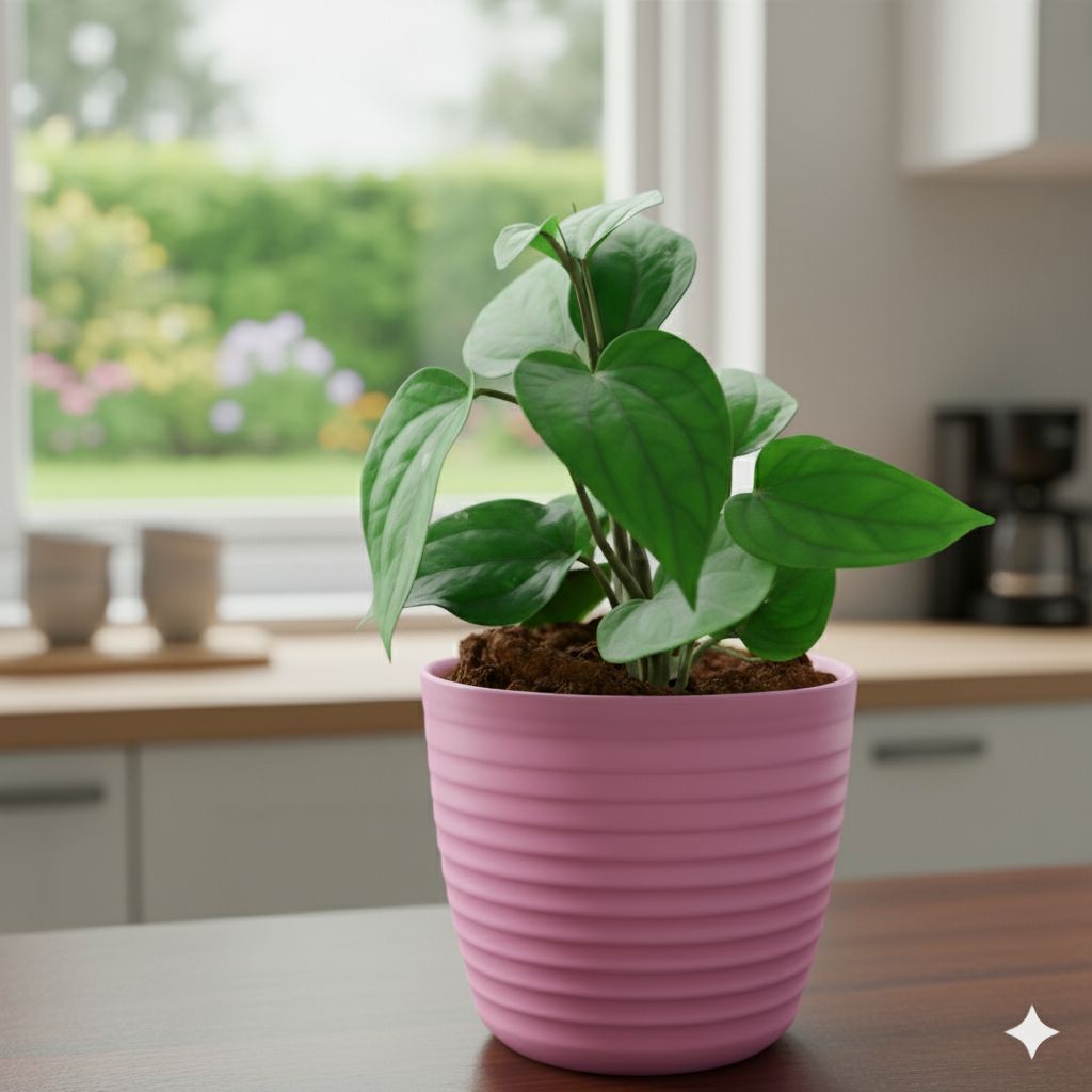 Paan / Betal leaf in 5 Inch Candy-Blush Pink Avora Premium Plastic Planter