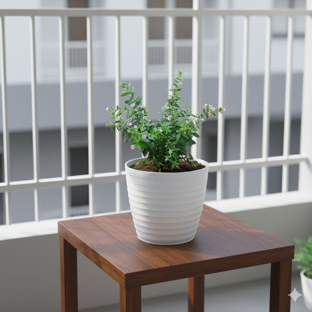 Cuphea / False Heather White in 5 Inch White Avora Premium Plastic Planter