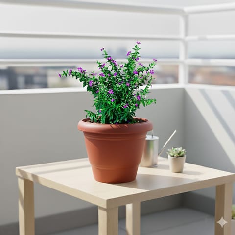 Cuphea / False Heather Pink in 8 Inch Terracotta Red Classy Plastic Pot