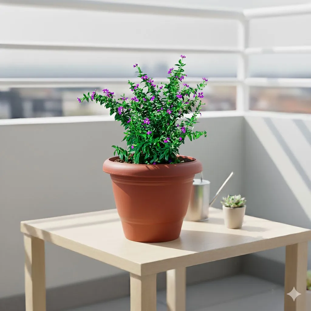 Cuphea / False Heather Pink in 8 Inch Terracotta Red Classy Plastic Pot