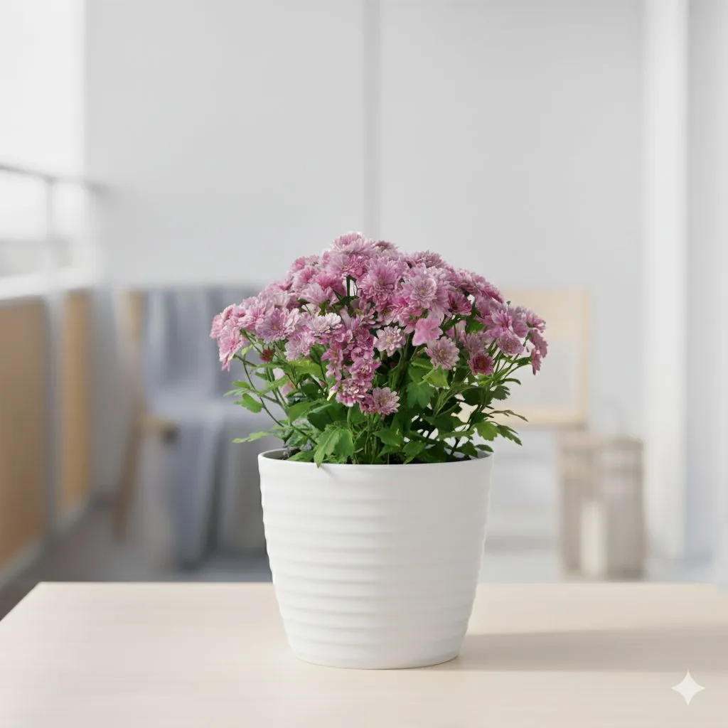 Chrysanthemum / Guldawari (any colour) in 5 Inch White Avora Premium Plastic Planter