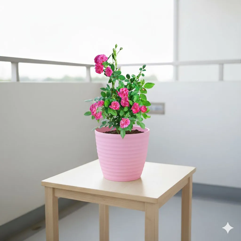 Button Rose / Gulab Pink in 5 Inch Candy-Blush Pink Avora Premium Plastic Planter
