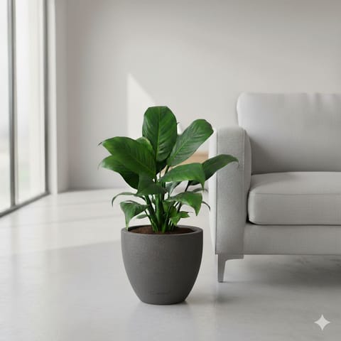 Peace Lily (Blooming)  in 10 X 10 Inch Grey Premium Convessa Fiberglass Planter - Durable large size decoratiive fiber pot for indoor outdoor plants with 5 year warranty