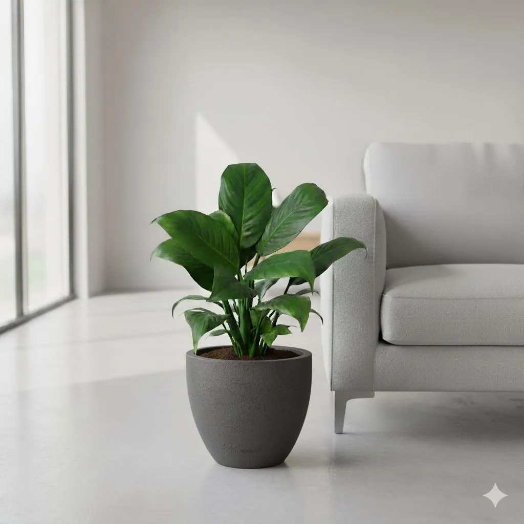 Peace Lily (Blooming)  in 10 X 10 Inch Grey Premium Convessa Fiberglass Planter - Durable large size decoratiive fiber pot for indoor outdoor plants with 5 year warranty