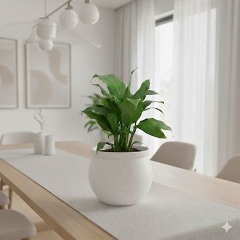 Peace Lily White in 5 Inch Classy White Matki Ceramic Pot