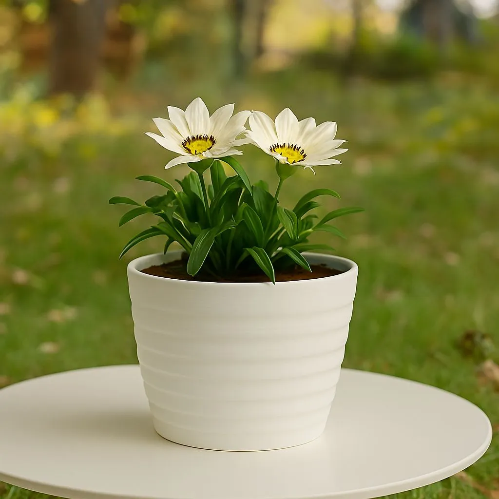 Gazania (any colour) in 5 Inch White Avora Premium Plastic Planter