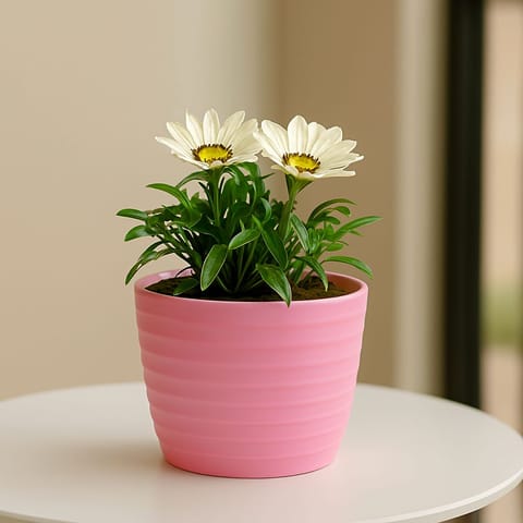 Gazania (any colour) in 5 Inch Candy-Blush Pink Avora Premium Plastic Planter