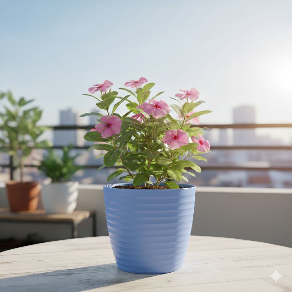 Periwinkle / Vinca / Sadabahar (Any Colour) in 5 Inch Elvan Blue Avora Premium Plastic Planter