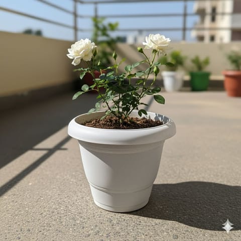 Rose White in 8 Inch White Classy Plastic Pot
