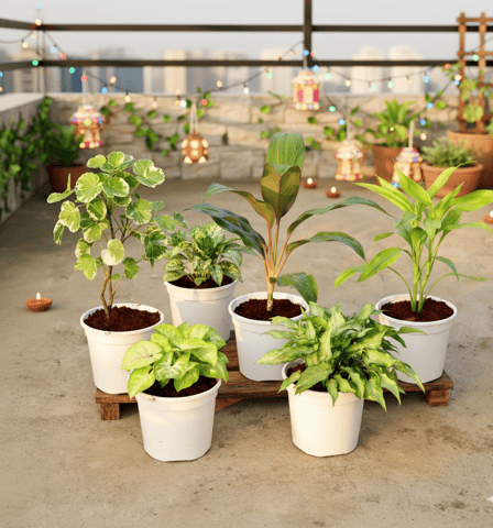 Set of 5 - Aralia Dinner Plate, Dracaena Rosea, Lucky Bamboo, Syngonium Golden & Yami Green in 6 Inch White Nursery Pot