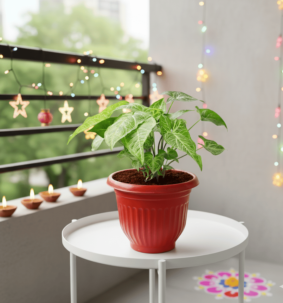 Syngonium Green in 8 Inch Terracotta Red Olive Plastic Pot