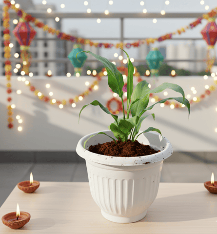 Peace Lily in 8 Inch White Olive Plastic Pot