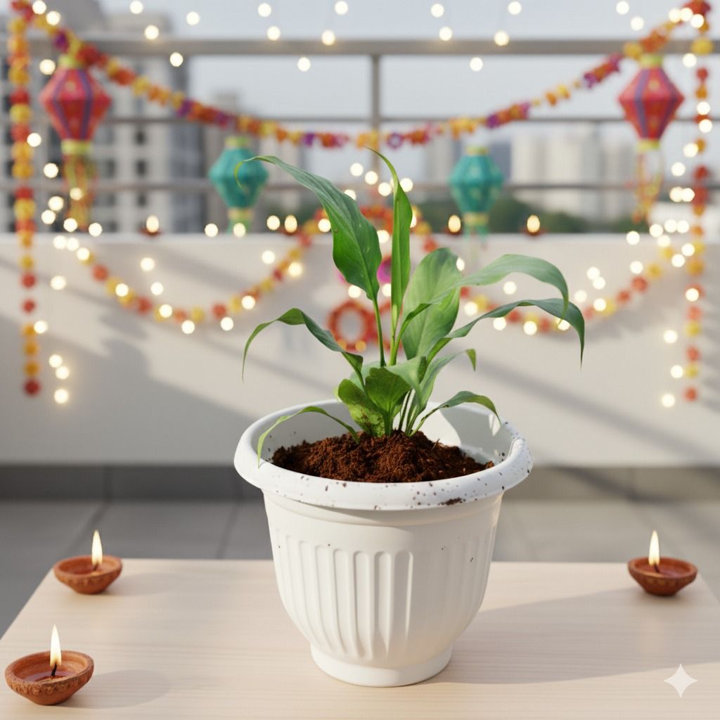 Peace Lily in 10 Inch White Olive Plastic Pot