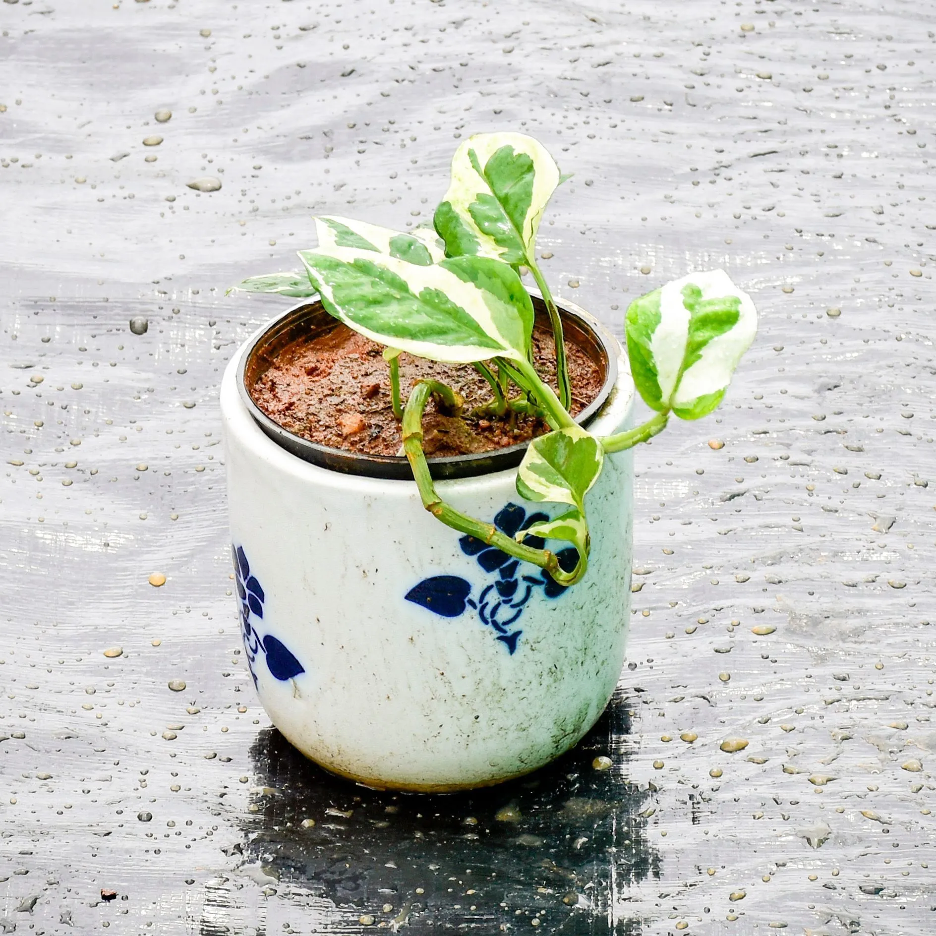 Gift Ready - Money Plant N'joy in 5 Inch Classy White Cylindrical Ceramic Pot (any design)