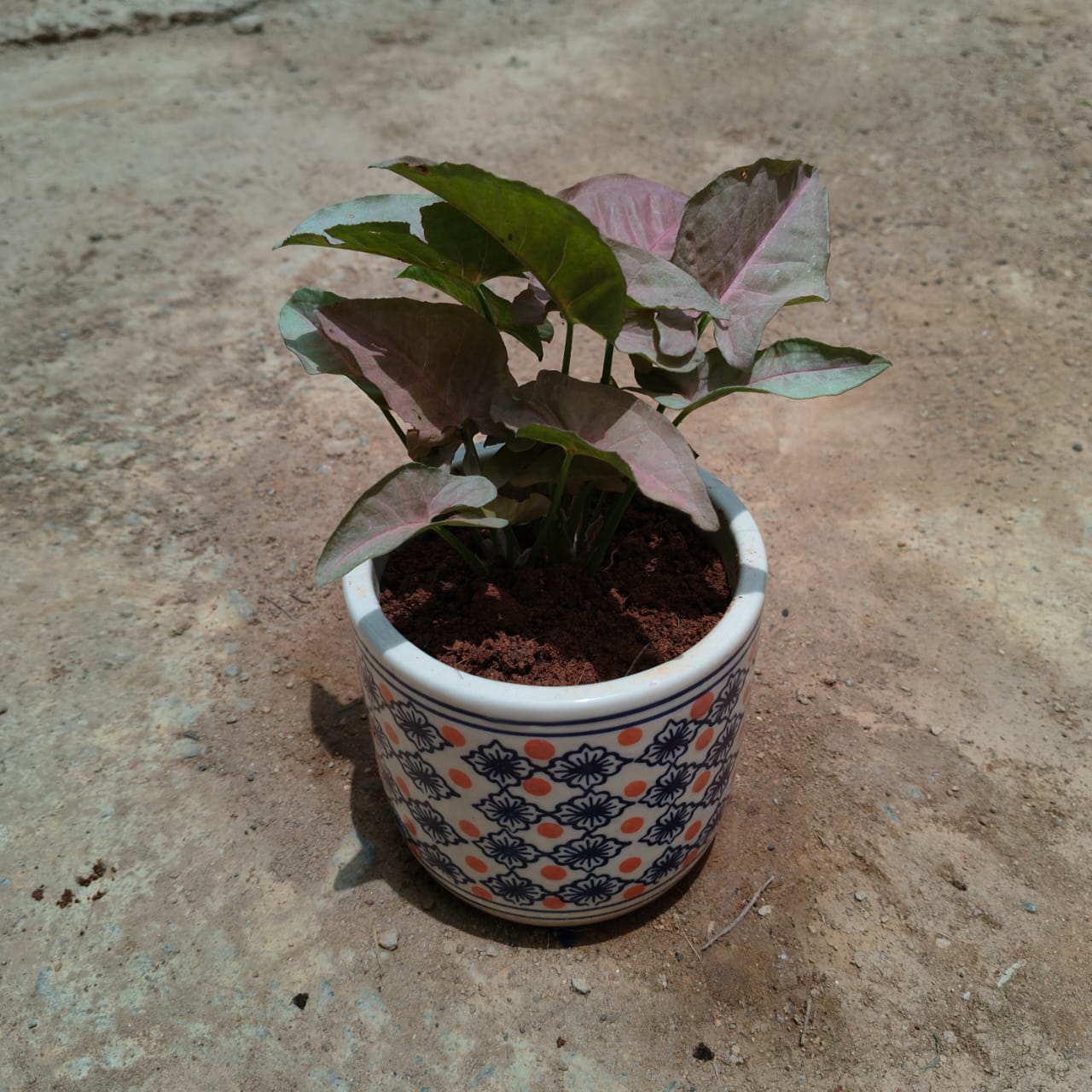 Syngonium Pink in 6 Inch Cylindrical Designer Ceramic Pot (any design) (any colour)