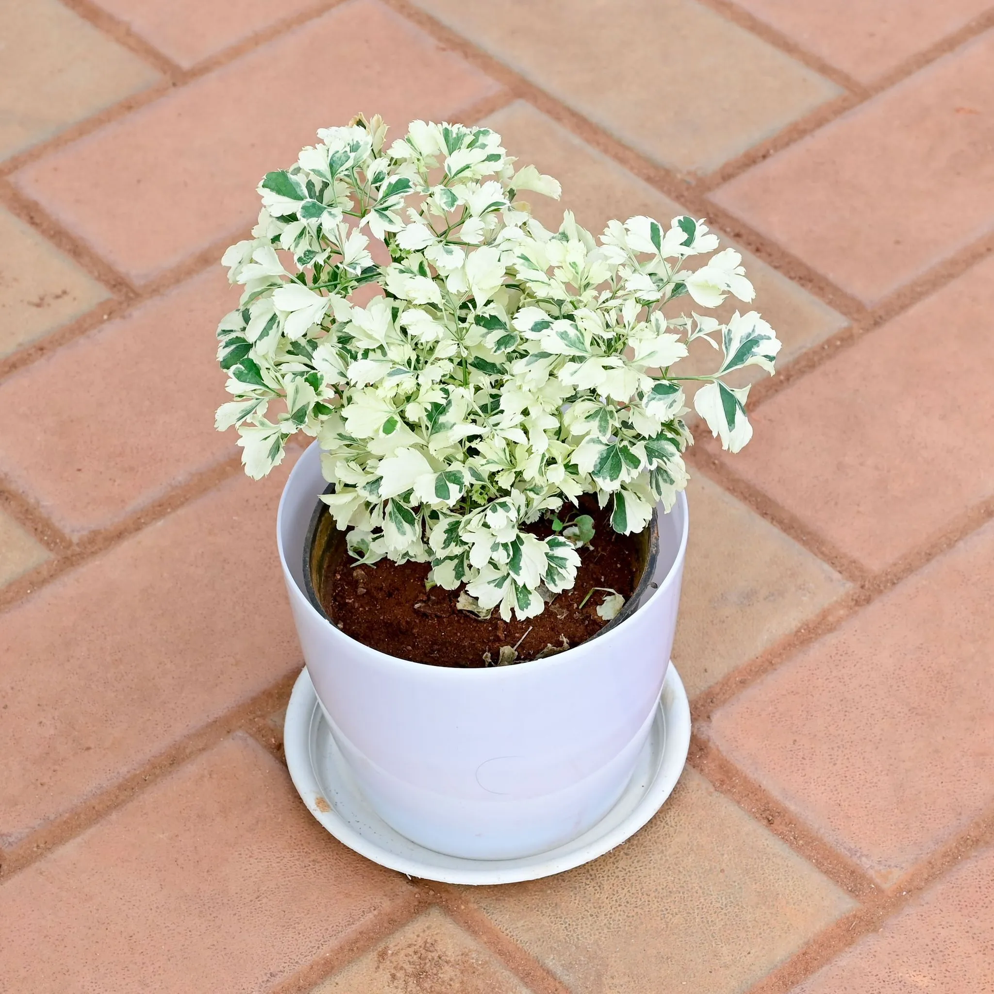 Aralia White in 6 Inch White Premium Sphere Plastic Pot with Tray