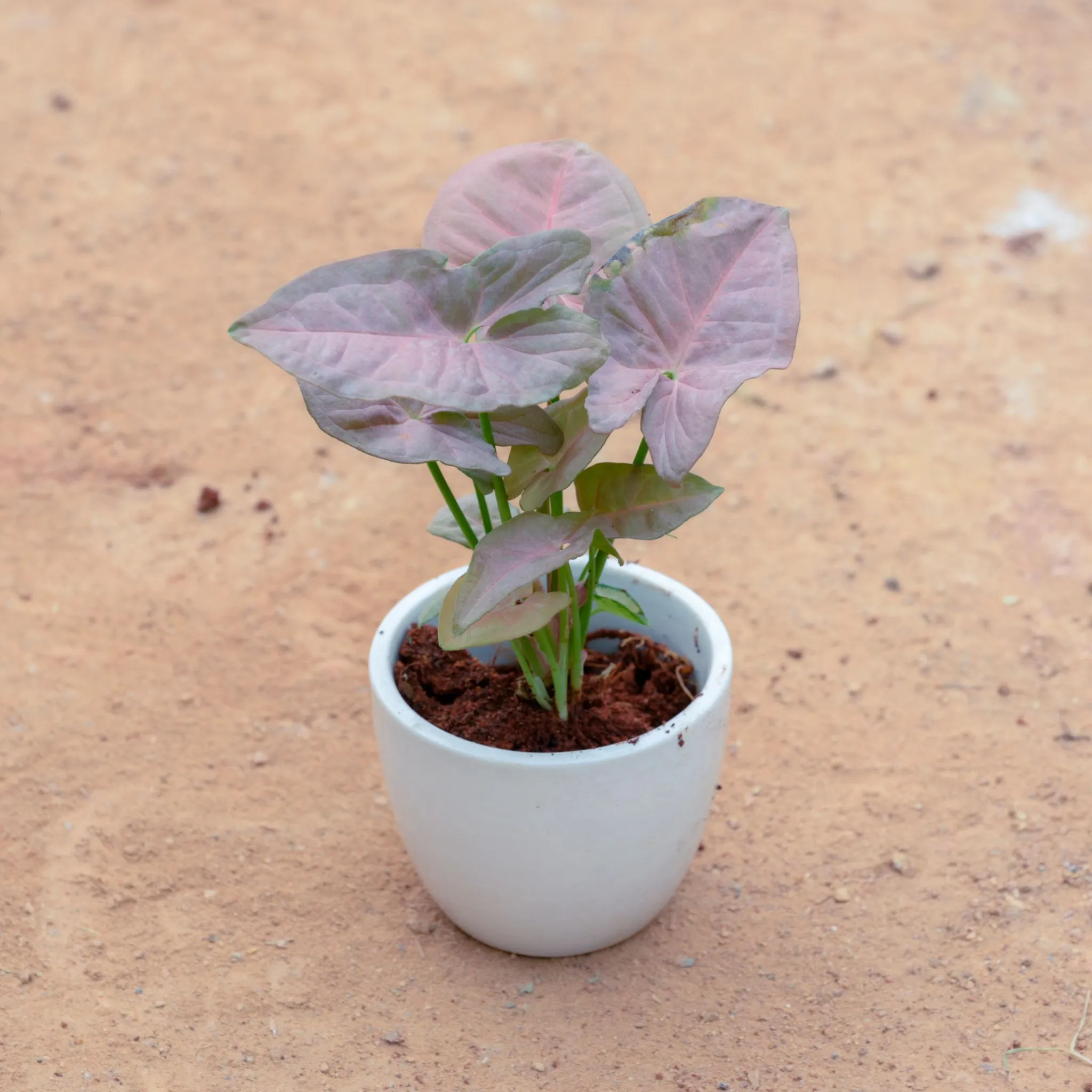Gift Ready - Syngonium Pink in 3 Inch White Cup Ceramic Pot